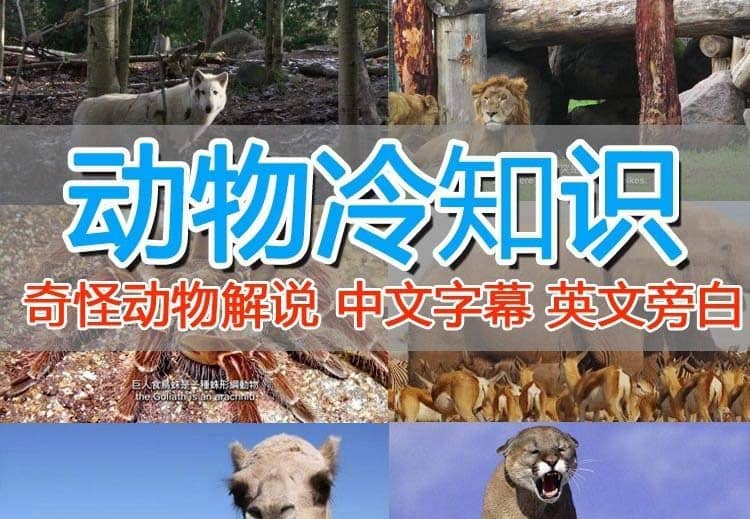 外面卖1699的国外纪录片解说（动物解说、美食、动画片）稳过中视频-优创网